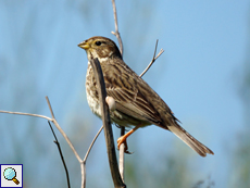 Grauammer (Corn Bunting, Emberiza calandra)