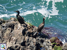 Krähenscharben (European Shag, Gulosus aristotelis)