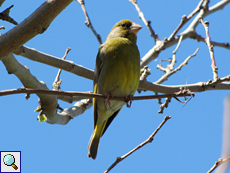 Grünfink (Western Greenfinch, Chloris chloris)