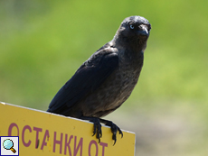 Dohle (Jackdaw, Corvus monedula)