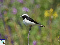 Männlicher Nonnensteinschmätzer (Pied Wheatear, Oenanthe pleschanka)