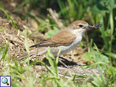 Weiblicher Neuntöter (Red-backed Shrike, Lanius collurio)