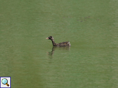 Junger Zwergtaucher (Little Grebe, Tachybaptus ruficollis ruficollis)