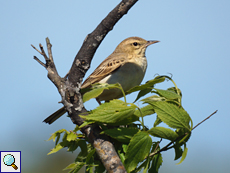 Brachpieper (Tawny Pipit, Anthus campestris)