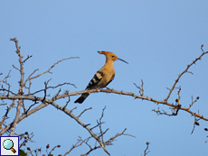 Wiedehopf (Common Hoopoe, Upupa epops epops)