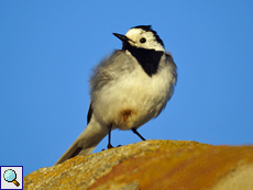 Männliche Bachstelze (White Wagtail, Motacilla alba)