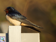 Rauchschwalbe (Barn Swallow, Hirundo rustica rustica)