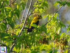 Männlicher Pirol (Eurasian Golden-Oriole, Oriolus oriolus)