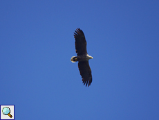 Seeadler (White-tailed Eagle, Haliaeetus albicilla)