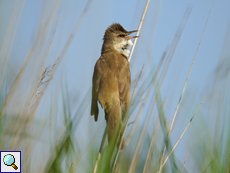 Drosselrohrsänger (Great Reed-Warbler, Acrocephalus arundinaceus)