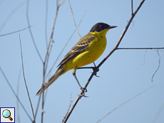 Maskenschafstelze (Black-headed Wagtail, Motacilla flava feldegg)