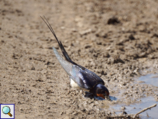 Rauchschwalbe (Barn Swallow, Hirundo rustica rustica)