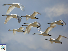 Höckerschwäne (Mute Swan, Cygnus olor)