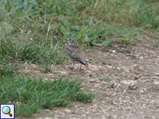 Kalanderlerche (Calandra Lark, Melanocorypha calandra)