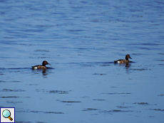 Moorenten (Ferruginous Duck, Aythya nyroca)