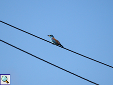 Blauracke (European Roller, Coracias garrulus garrulus)