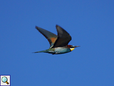 Bienenfresser (European Bee-eater, Merops apiaster)