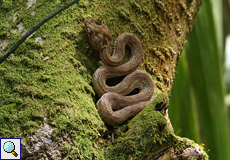 Greifschwanz-Lanzenotter (Bothriechis schlegelii), eine der in Costa Rica heimischen Giftschlangen