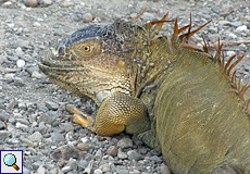 Grüner Leguan (Iguana iguana)