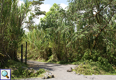 Der Eingang des Sendero Las Coladas an der 'Hauptstraße' des Arenal-Nationalparks