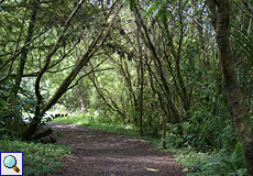 Der Sendero Las Coladas führt in seinem nördlichen Abschnitt teils durch ein lichtes Waldgebiet