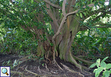 Baum mit dickem Stamm im Arenal-Nationalpark