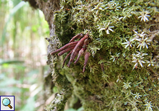 Moos auf einem Baumstamm im Arenal-Nationalpark