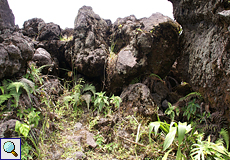 Niedrige Pflanzen wie Farne haben das vulkanische Gestein der Eruption von 1992 bereits besiedelt