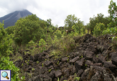 Vulkanisches Gestein, Vegetation und im Hintergrund der Arenal