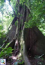 Nach diesem riesigen Kapokbaum (Ceiba pentandra), auf Spanisch als Ceibo bezeichnet, ist der Sendero El Ceibo benannt