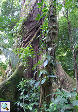 Der Stamm von 'El Ceibo' ist dicht mit anderen Pflanzen bewachsen