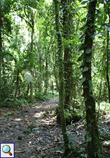 Schlingpflanzen winden sich an den Baumstämmen im Sekundärwald empor