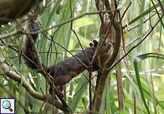 Bunthörnchen (Sciurus variegatoides) im Arenal-Nationalpark