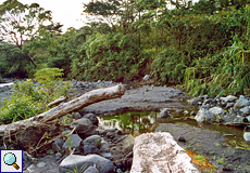 Vegetation im Arenal-Nationalpark Sendero Natural Las Coladas