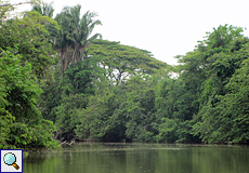 Galeriewald am Ufer des Río Frío