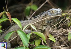 Grüner Leguan (Iguana iguana) am Ufer des Río Frío