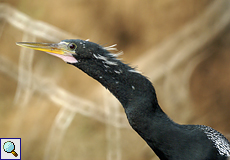 Männlicher Amerikanischer Schlangenhalsvogel (Anhinga anhinga) am Río Frío