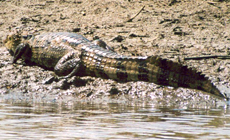 Krokodilkaiman (Caiman crocodilus) am Río Frío