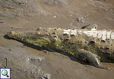 Spitzkrokodil (Crocodylus acutus) in der Nähe des Carara-Nationalparks