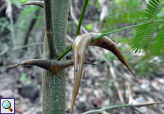 Stierhorn-Akazie (Acacia cornigera) im Carara-Nationalpark