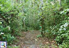 Wanderweg im Carara-Nationalpark
