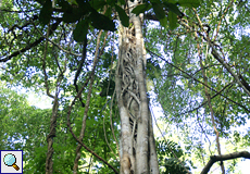 Eine Würgefeige (Ficus sp.) umwuchert einen Urwaldbaum im Carara-Nationalpark