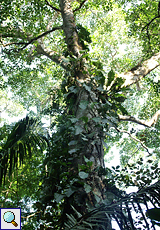 Pflanzen umwuchern im Carara-Nationalpark vielerorts große Bäume