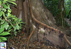 Brettwurzeln eines Baumes im Carara-Nationalpark