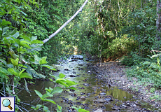 Wasserlauf im Carara-Nationalpark