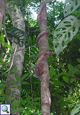 Spiralförmig winden sich im Carara-Nationalpark Pflanzen um Bäume