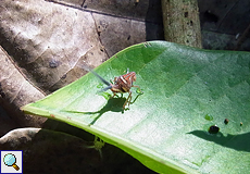 Fulgoromorpha sp., Larve, im Carara-Nationalpark