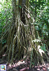 Baum mit Stelzwurzeln im Carara-Nationalpark