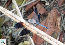 Uracis fastigiata, Männchen