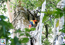 Hellroter Ara (Ara macao) im Carara-Nationalpark